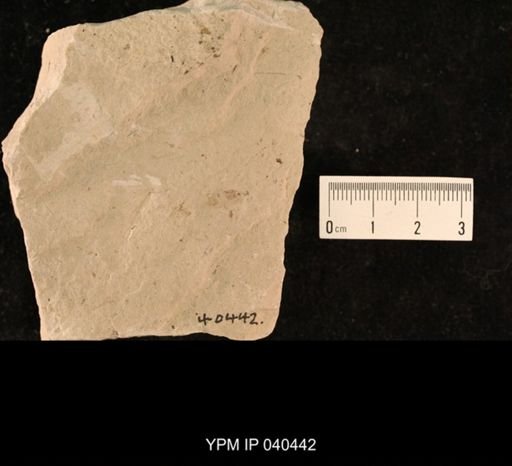Chelopterum peregrinum