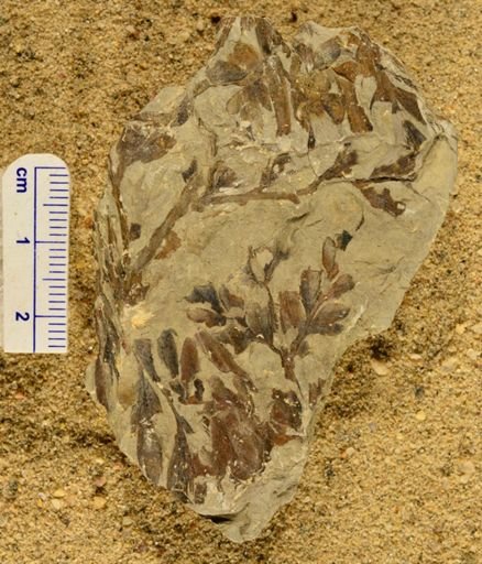 Triphyllopteris rarinervis