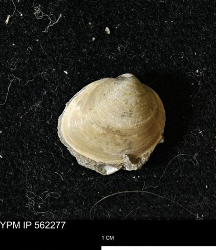 Limopsis striatopunctatus