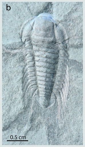 Bathynotus holopygus