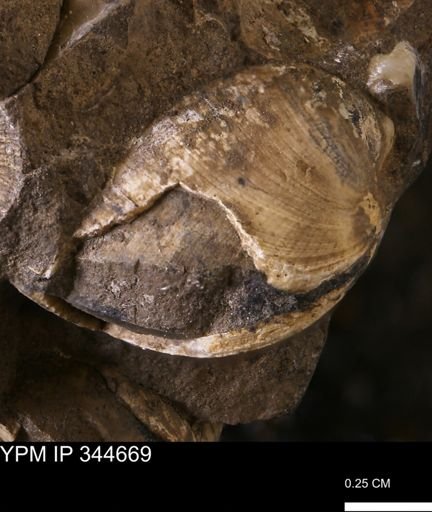 Limopsis striatopunctatus