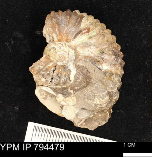 Hoploscaphites