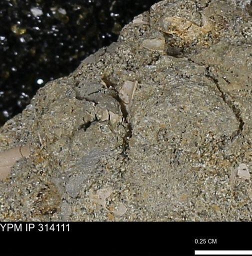undet. Scaphopoda