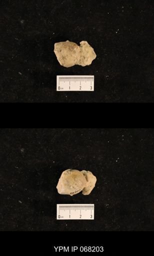 Monticulipora petropolitana