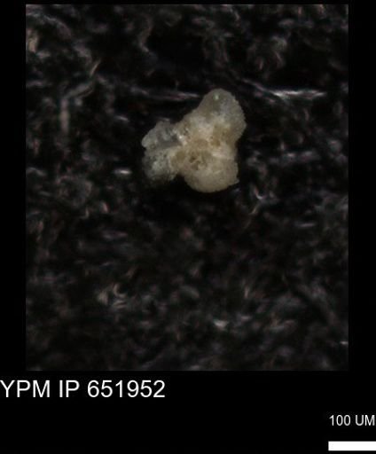 undet. Foraminiferida