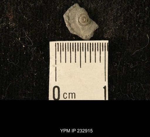 Archaeocidaris sp.