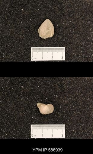 Rhynchotrema capax