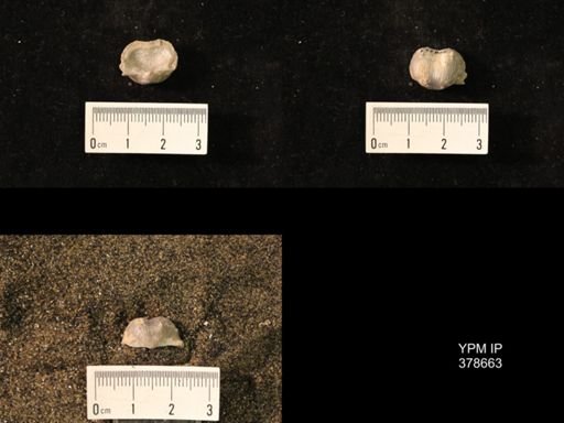 Marginifera wabashensis