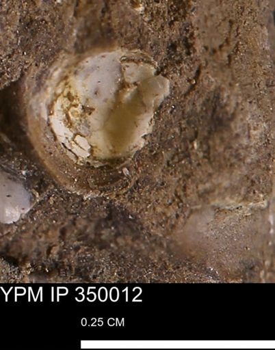 undet. Bivalvia