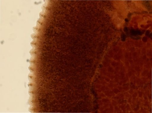 Tristoma coccineum