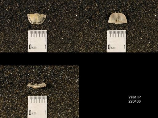 Chonetina flemingi var. plebeia