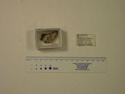 Propachyrucos sp.