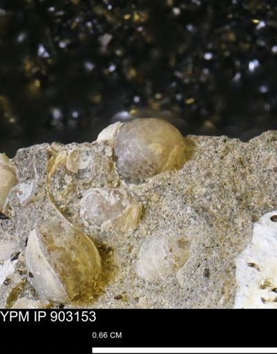 undet. Mollusca