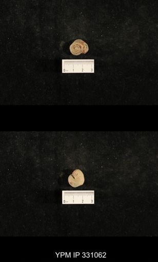Trepospira depressa