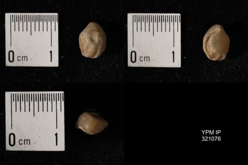 Dielasma breviplicatum