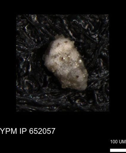undet. Foraminiferida