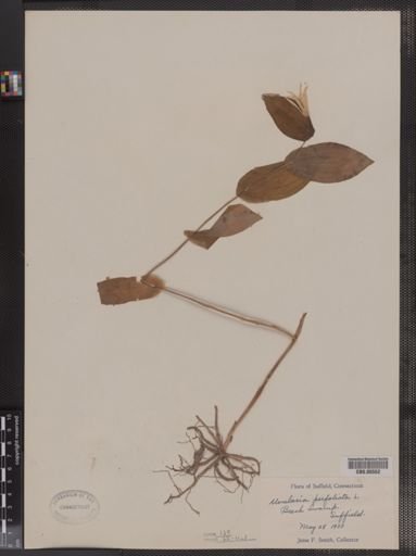 Uvularia perfoliata