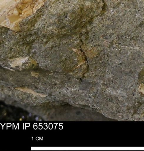 undet. Mollusca