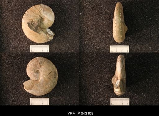Hoploscaphites nicolletii