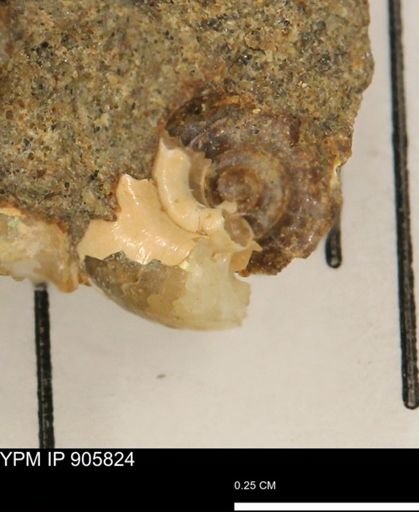 undet. Ammonoidea
