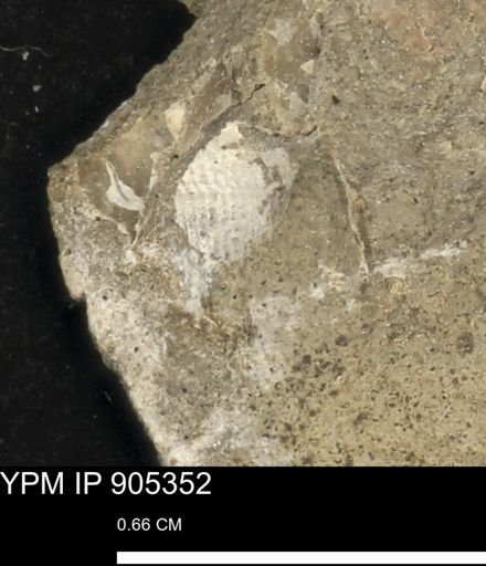 undet. Mollusca