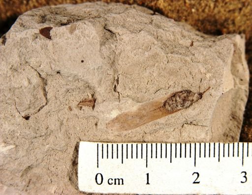 Fraxinus rupinarum