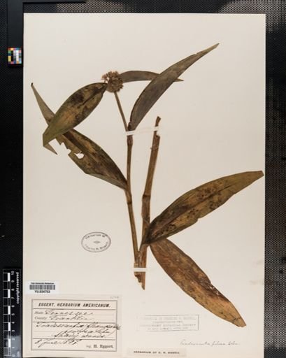 Tradescantia subaspera