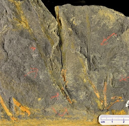 Psilophyton princeps
