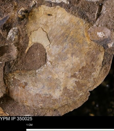 undet. Ammonoidea