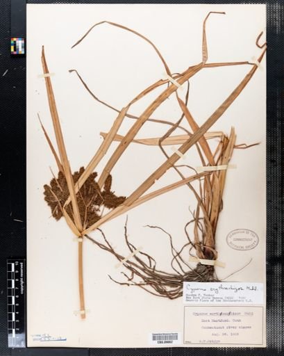 Cyperus erythrorhizos