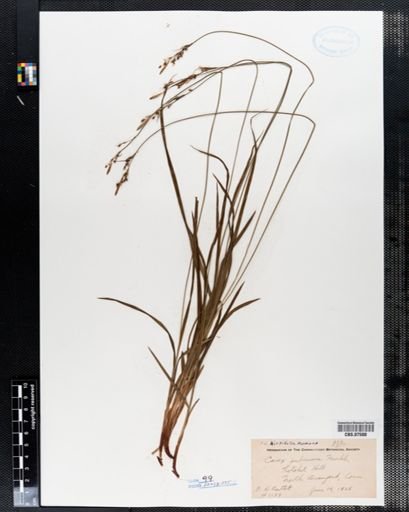 Carex pubescens