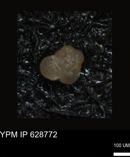 undet. Foraminiferida