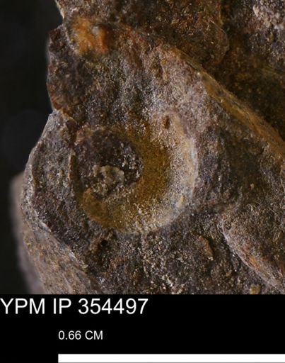 undet. Mollusca