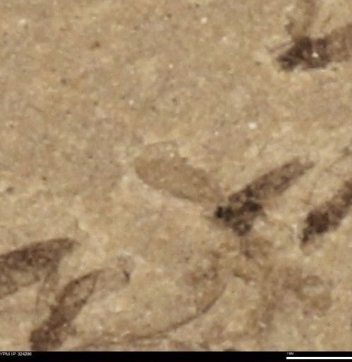 undet. Insecta