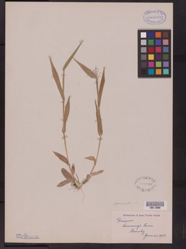 Panicum sphaerocarpon