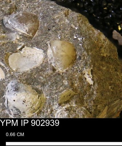 Corbulamella gregaria