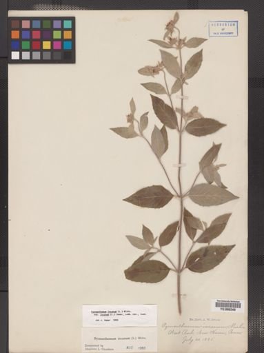 Pycnanthemum incanum