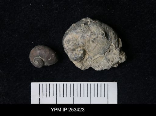 undet. Platyceratidae