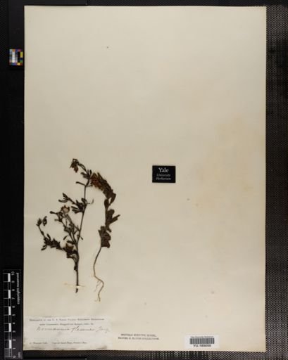 Plantae