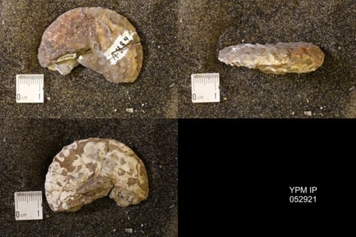 Discoscaphites gulosus