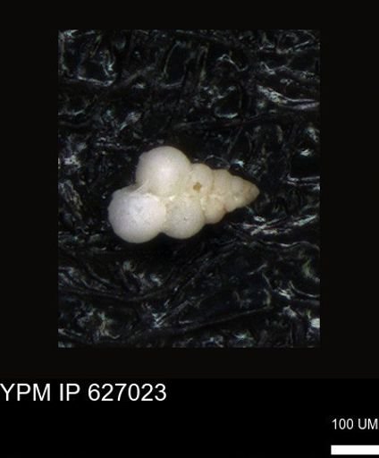 undet. Heterohelicidae