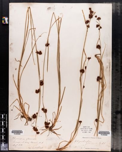 Rhynchospora capitellata