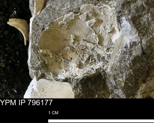 Spisula elliptica