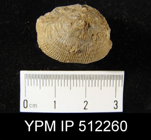 Productus sp.