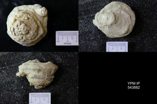 undet. Ichnofossil