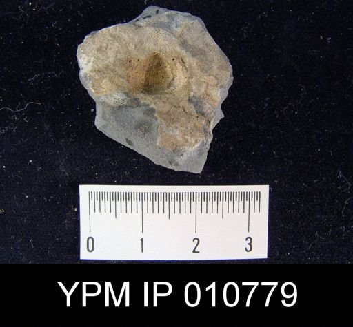 Linoproductus (Cancrinella) villiersi