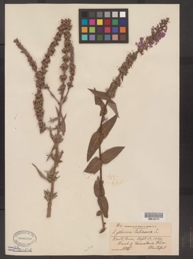 Lythrum salicaria