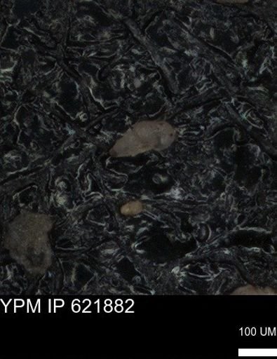 undet. Foraminiferida