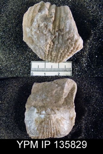 Productus (Dictyoclostus) indicus