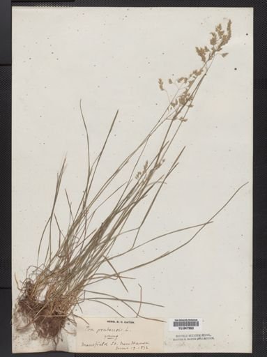 Poa pratensis